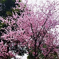 如梦初醒