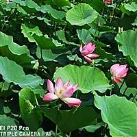 七月🐳