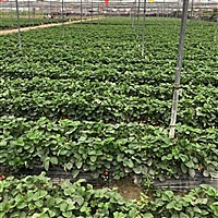 亚太盛典婚纱摄影莹莹