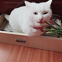喵小可