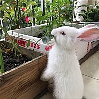 梅子528