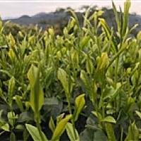 小沐沐