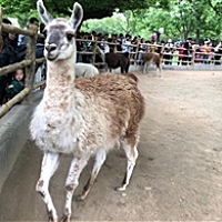 神凡的煎蛋人生