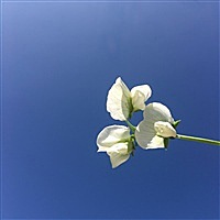 红榡