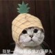 宝宝(｀∧′)