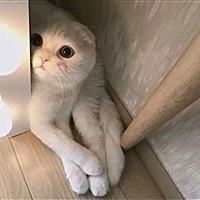 挽歌啊