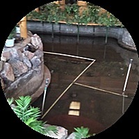 克洛迪雅