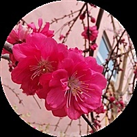 蝴蝶