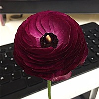 小太阳