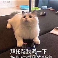 ashley爱喵星人