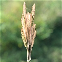 相濡以沫