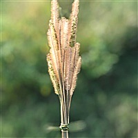 相濡以沫