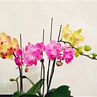 果子