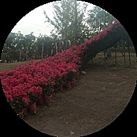 蒲公英🌾（🍀）@🌻