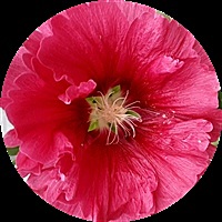 菜头