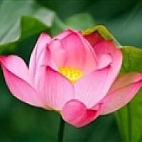 阿弥陀佛
