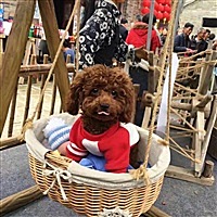 远嫁河北的孕妈