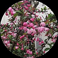 忆蝶梦寒🌺