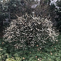 鸢尾
