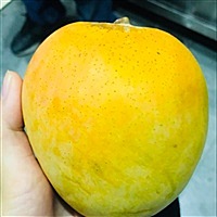 直爽的我
