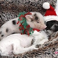 。ゞ冷心何凉ゞ