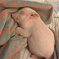 何大大