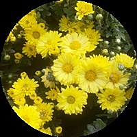 涵涵妈萱萱妈