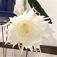 庆庆