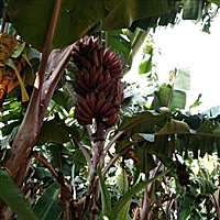 ╰︶Cocoヽ娟ㄍ”