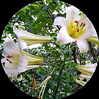风筝