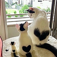 车厘子