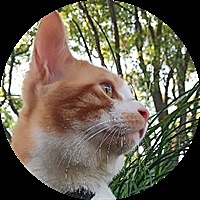 猫猫哒1513544055
