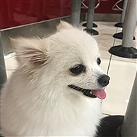 小老鼠