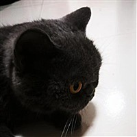 范范