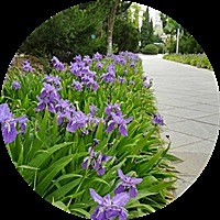 小树苗