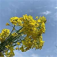 咸吃萝卜淡操心