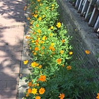 小柚子