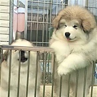张今意
