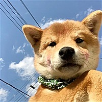 铁甲小宝