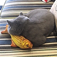 二郎小宝贝