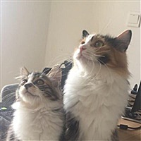 虎妞麻麻