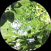 大脸