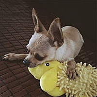 面对疾风吧