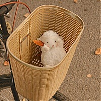 橘子味的猫