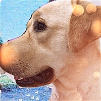 小鱼
