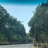 伢伢