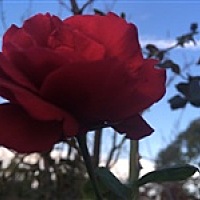 十分美丽的花