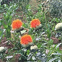 苹果