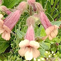 䒟䒟