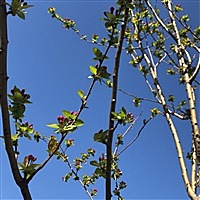 美眉
